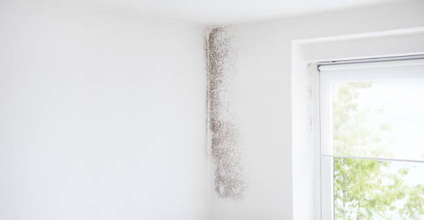 Mold Remediation for Rental Properties in Caledonia, WI